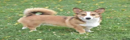 Welsh Corgi Pembroke dogs for sale: Ava - Ad 11