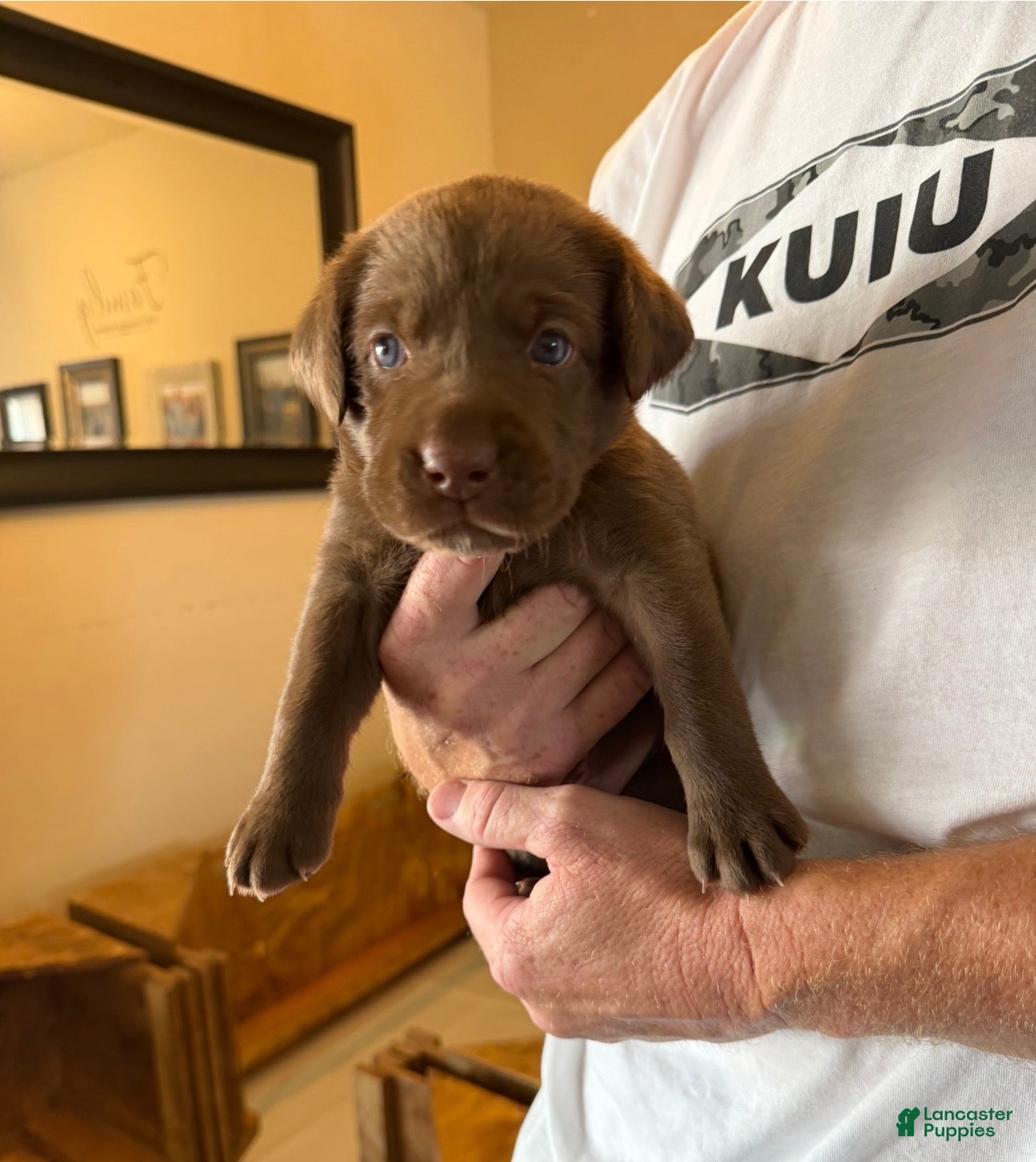 Labrador Retriever dogs Chocolate Labrador Retriever 4 - Black Collar - Ad 1
