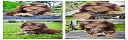 Havapoo dogs for sale: Frisky - Ad 1