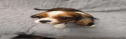 Cavalier King Charles Spaniel dogs for sale: Cavalier King Charles Spaniel 1 - Ad 2