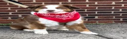 Australian Shepherd dogs for stud: Ollie - Ad 1