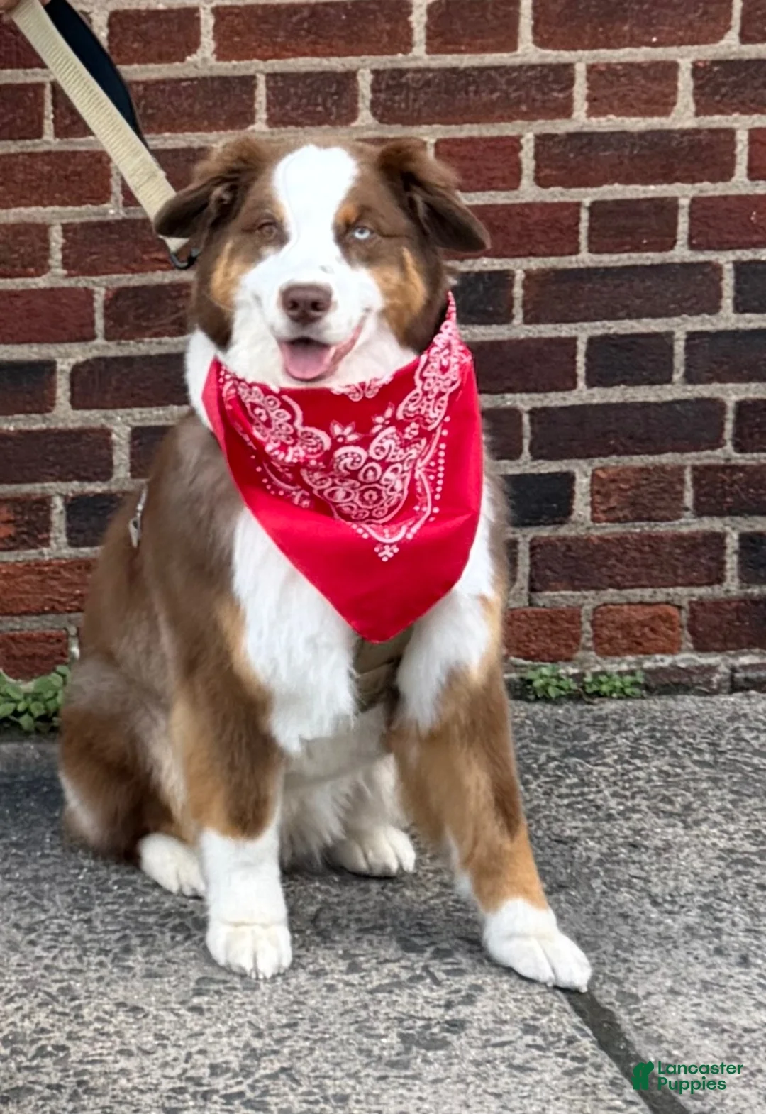 Australian Shepherd dogs for stud: Ollie - Ad 1