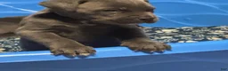 Cane Corso dogs for sale: Cane Corso 2 females  - Ad 5