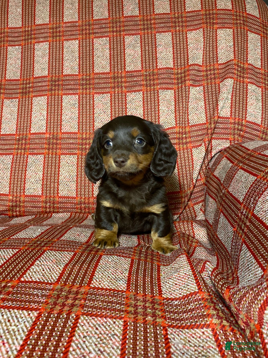 Miniature Dachshund dogs for sale: Miniature Dachshund Puppy 2 - Ad 4