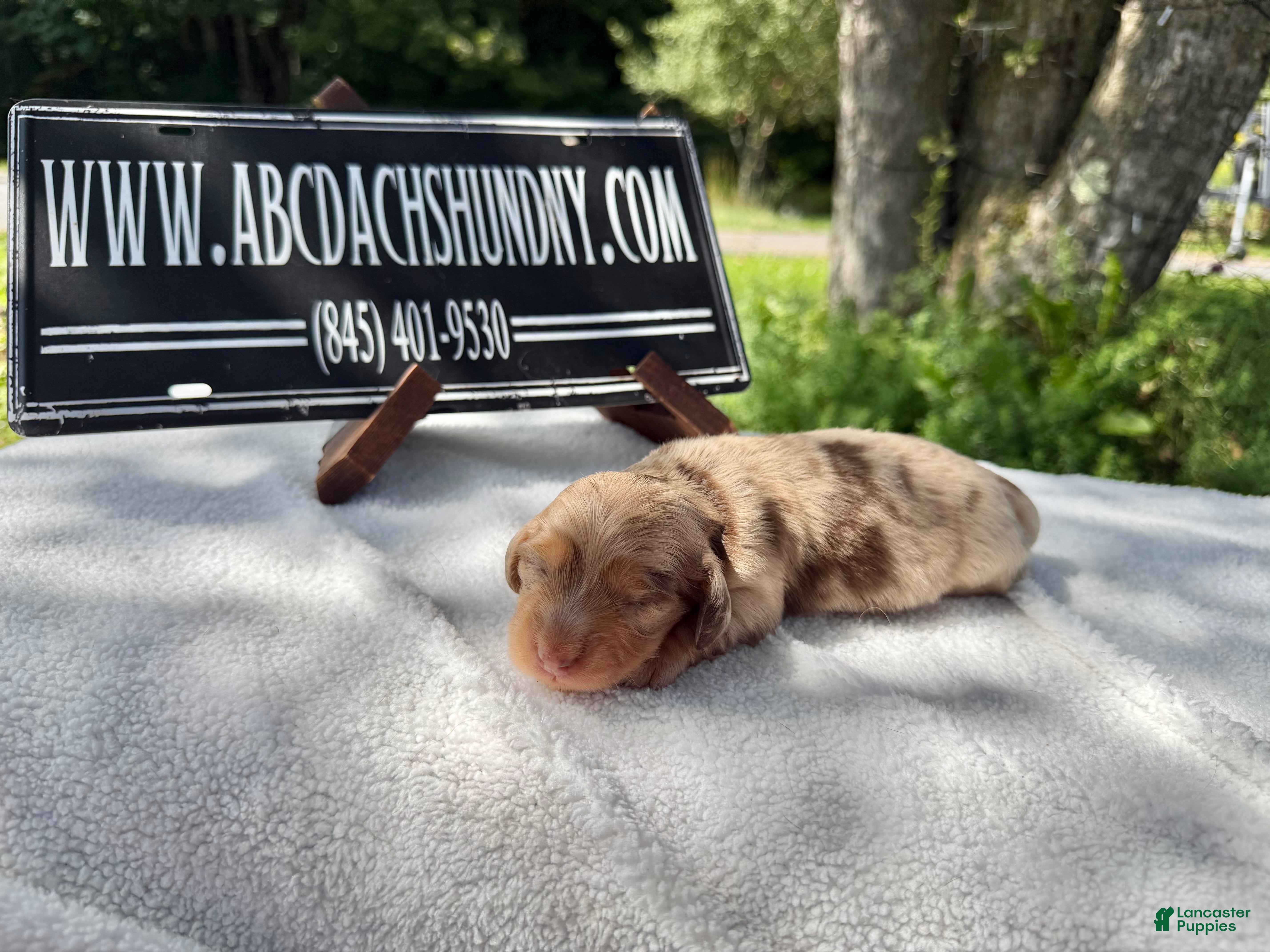 Miniature Dachshund dogs AKC Russian ch line - Ad 40