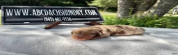 Miniature Dachshund dogs for sale: AKC Russian ch line - Ad 1