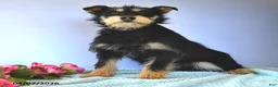 Mixed Breed dogs for sale: Snickers - Ad 3
