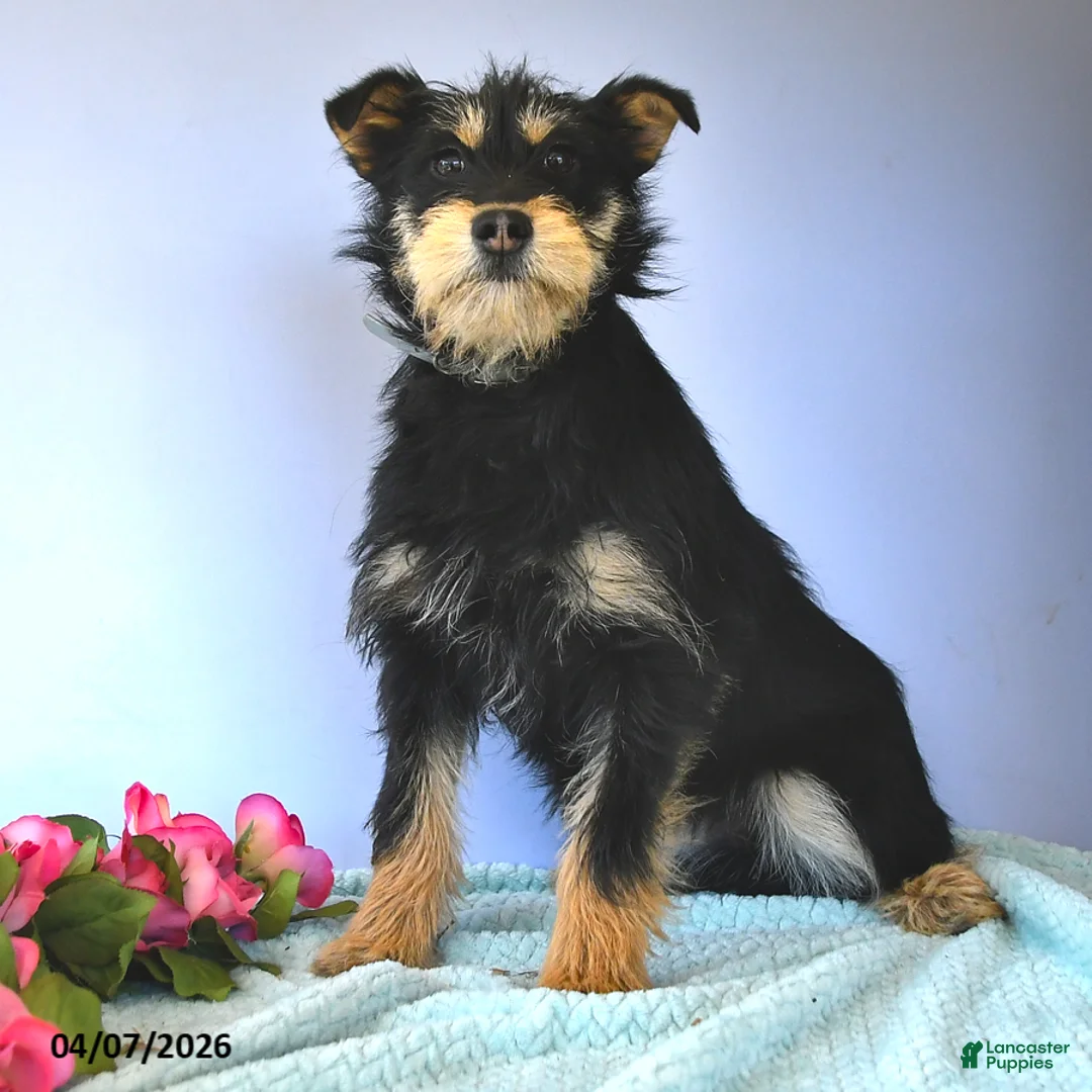 Mixed Breed dogs for sale: Snickers - Ad 3