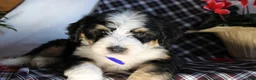 Bernedoodle dogs for sale: Spiderman - Ad 5