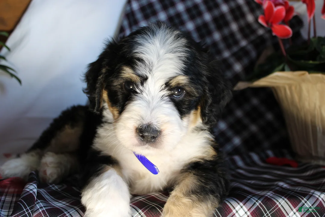 Bernedoodle dogs for sale: Spiderman - Ad 5