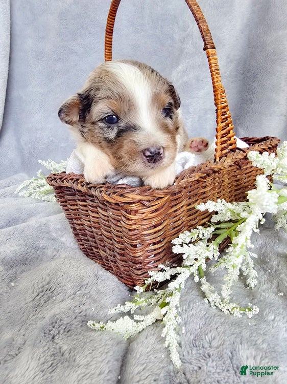 Aussiedoodle dogs Honey Dew - Ad 1