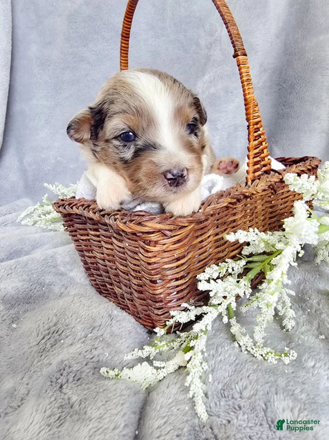 Aussiedoodle dogs for sale: Honey Dew - Ad 1
