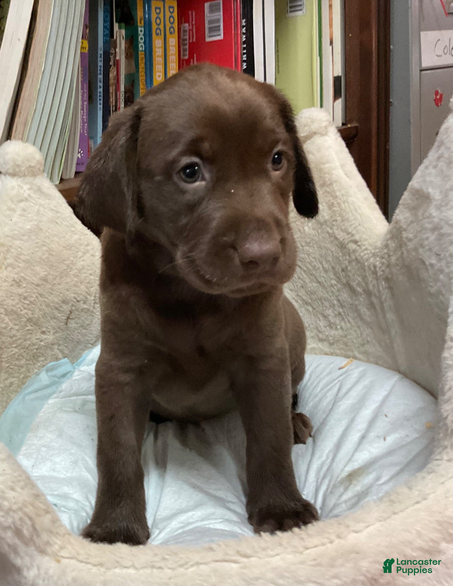 Labrador Retriever dogs Labrador Retriever 2. BAILEY - Ad 2