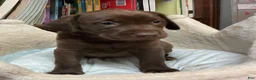 Labrador Retriever dogs for sale: Labrador Retriever 2. BAILEY - Ad 2