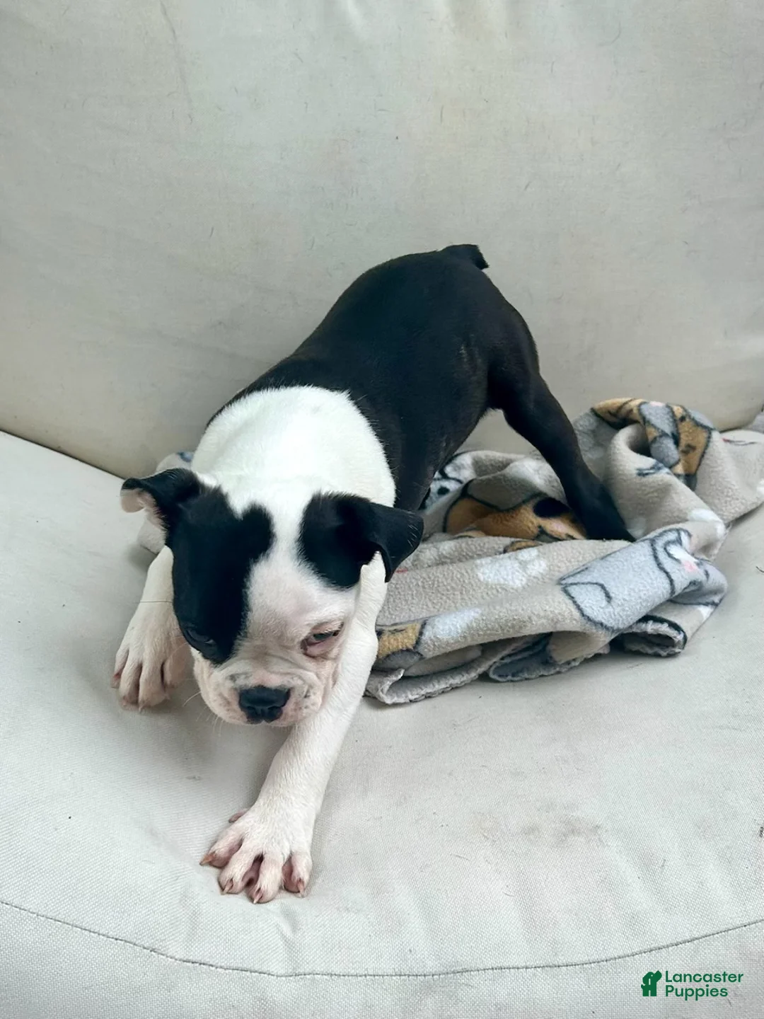 Boston Terrier dogs for sale: Boston Terrier Puppy 1 - Ad 2