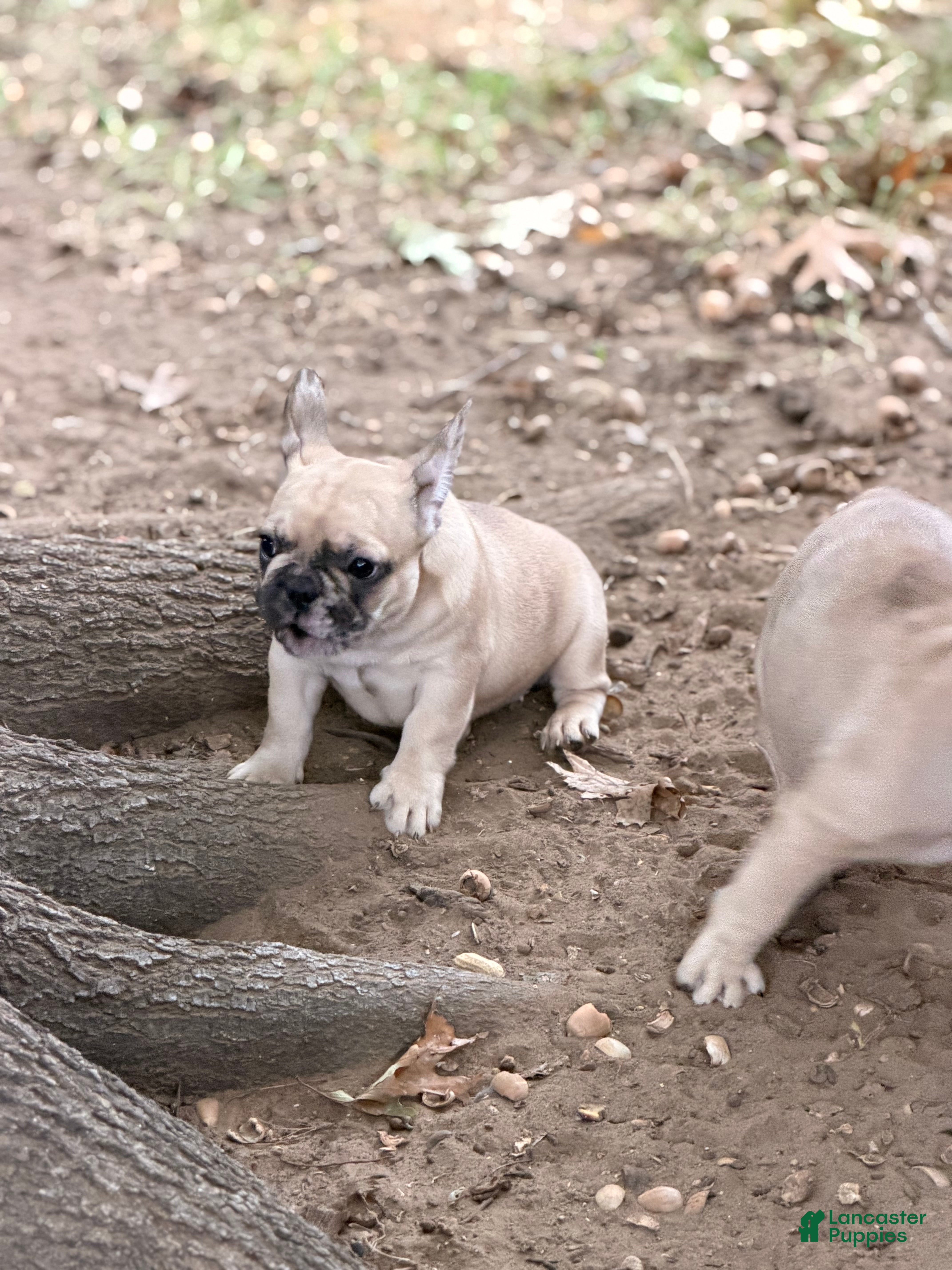 French Bulldog dogs for sale: Nova - Ad 2