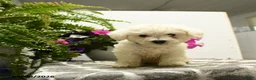 Bichon Frise dogs for sale: Buddy - Ad 2