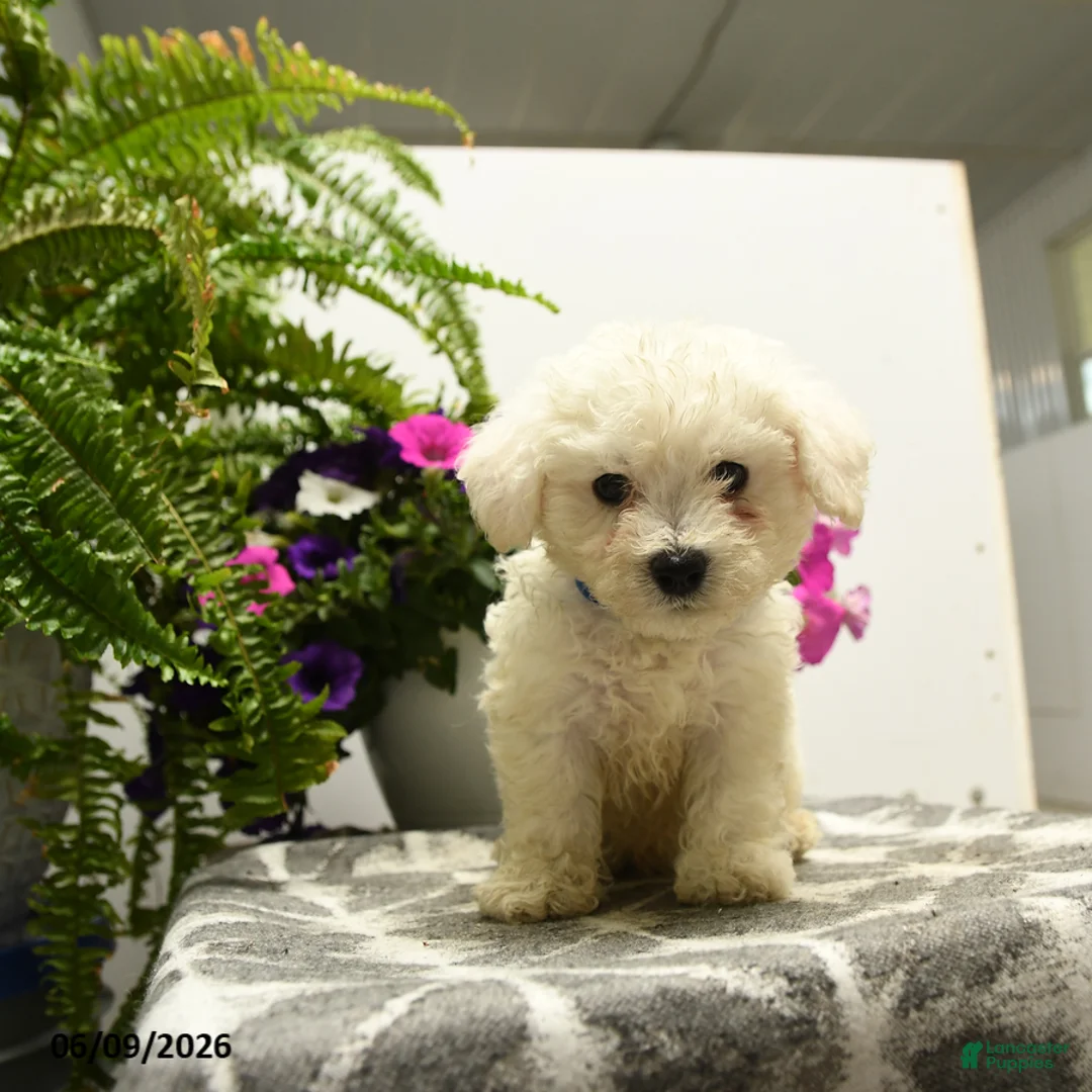 Bichon Frise dogs for sale: Buddy - Ad 2