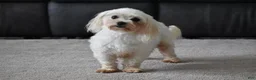 Maltipoo dogs for sale: Grant - Ad 14