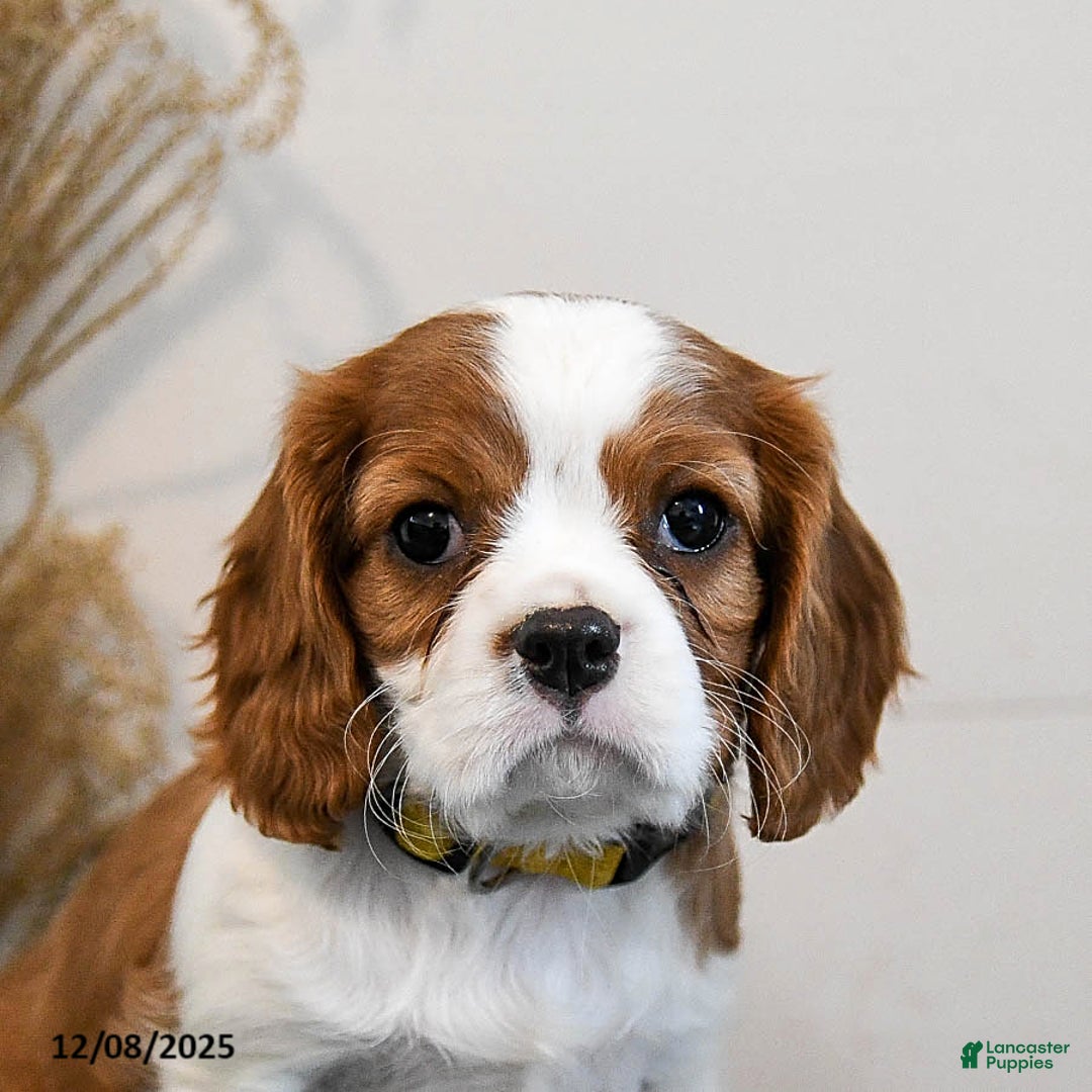 Cavalier King Charles Spaniel dogs for sale: Buddy - Ad 4