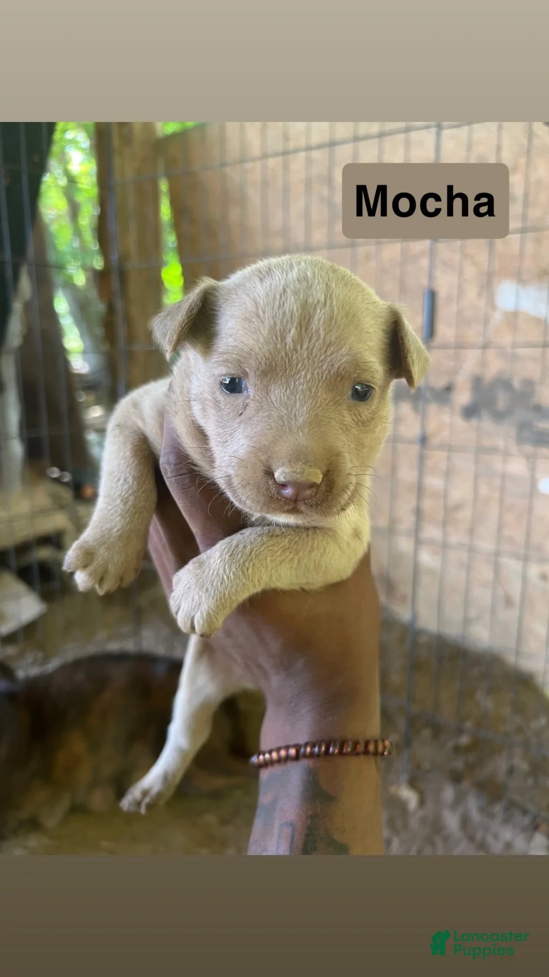 American Pit Bull Terrier dogs for sale: American Pit Bull Terrier 4 - Ad 2