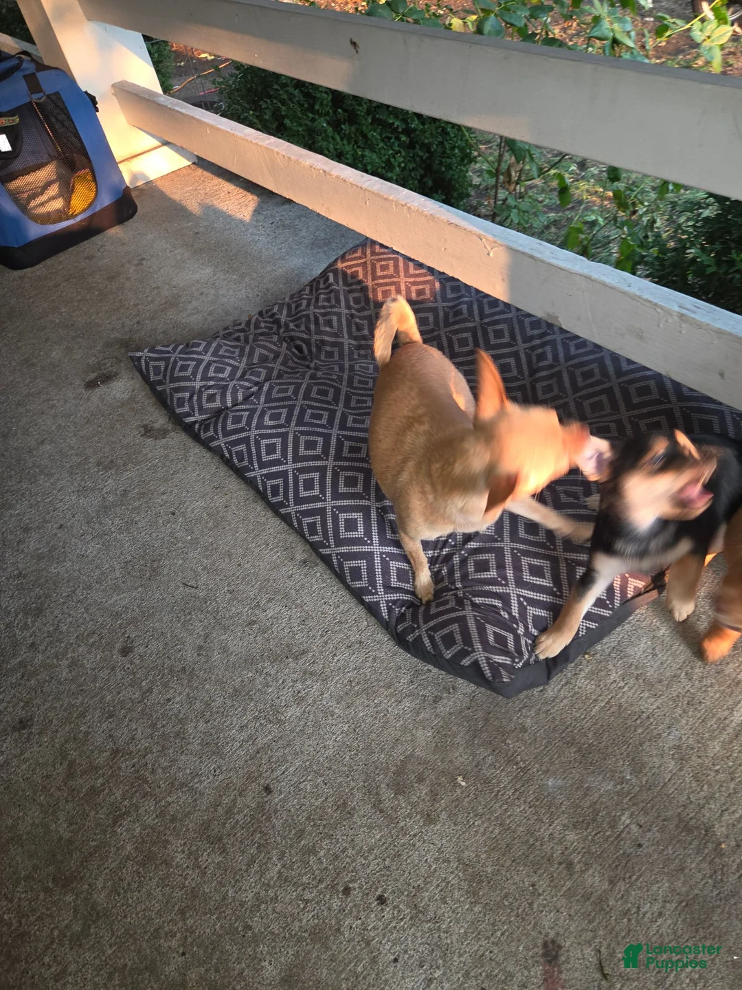 Pomchi dogs for sale: Pomchi 2 - Ad 2