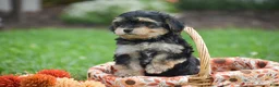 Morkie dogs for sale: Sage - Ad 6