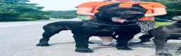 Great Dane dogs for sale: Francesca  - Ad 5