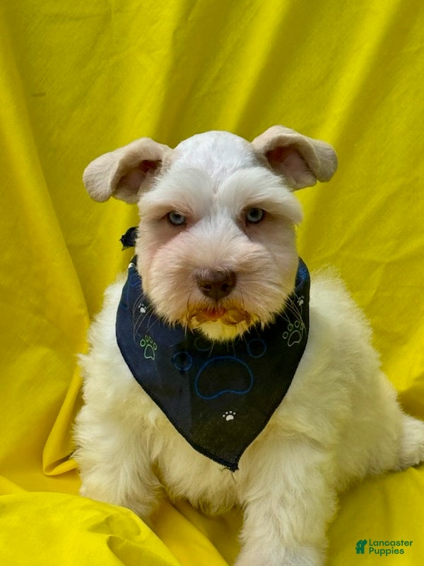 Schnauzer dogs Frost - Ad 1