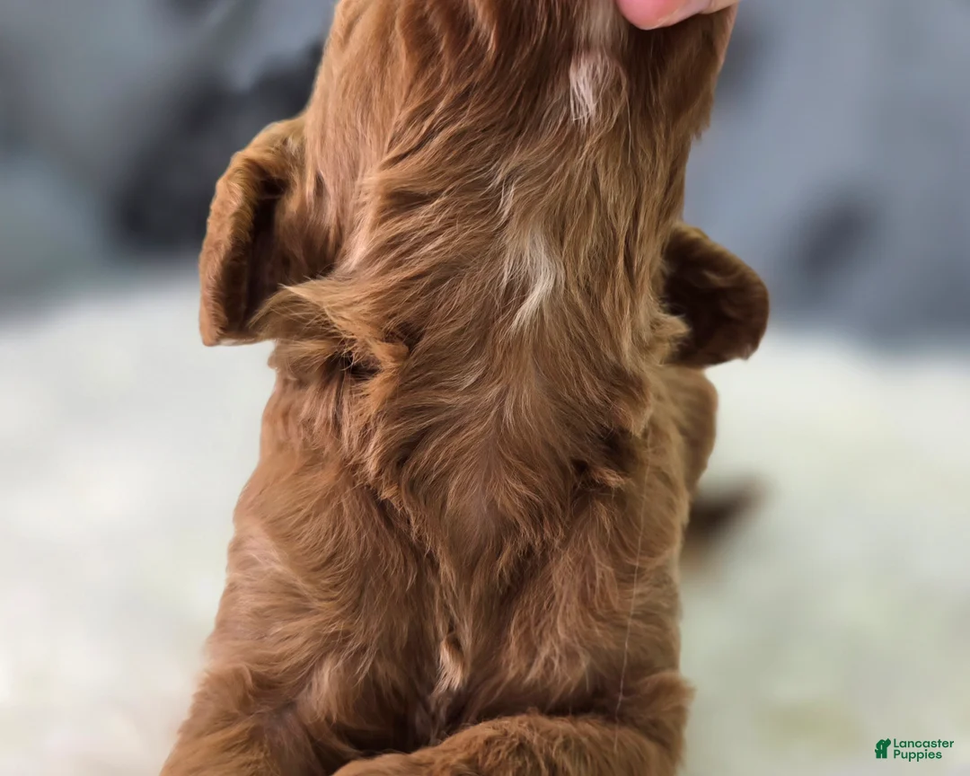 Cavapoo dogs for sale: Blizzard - Ad 5