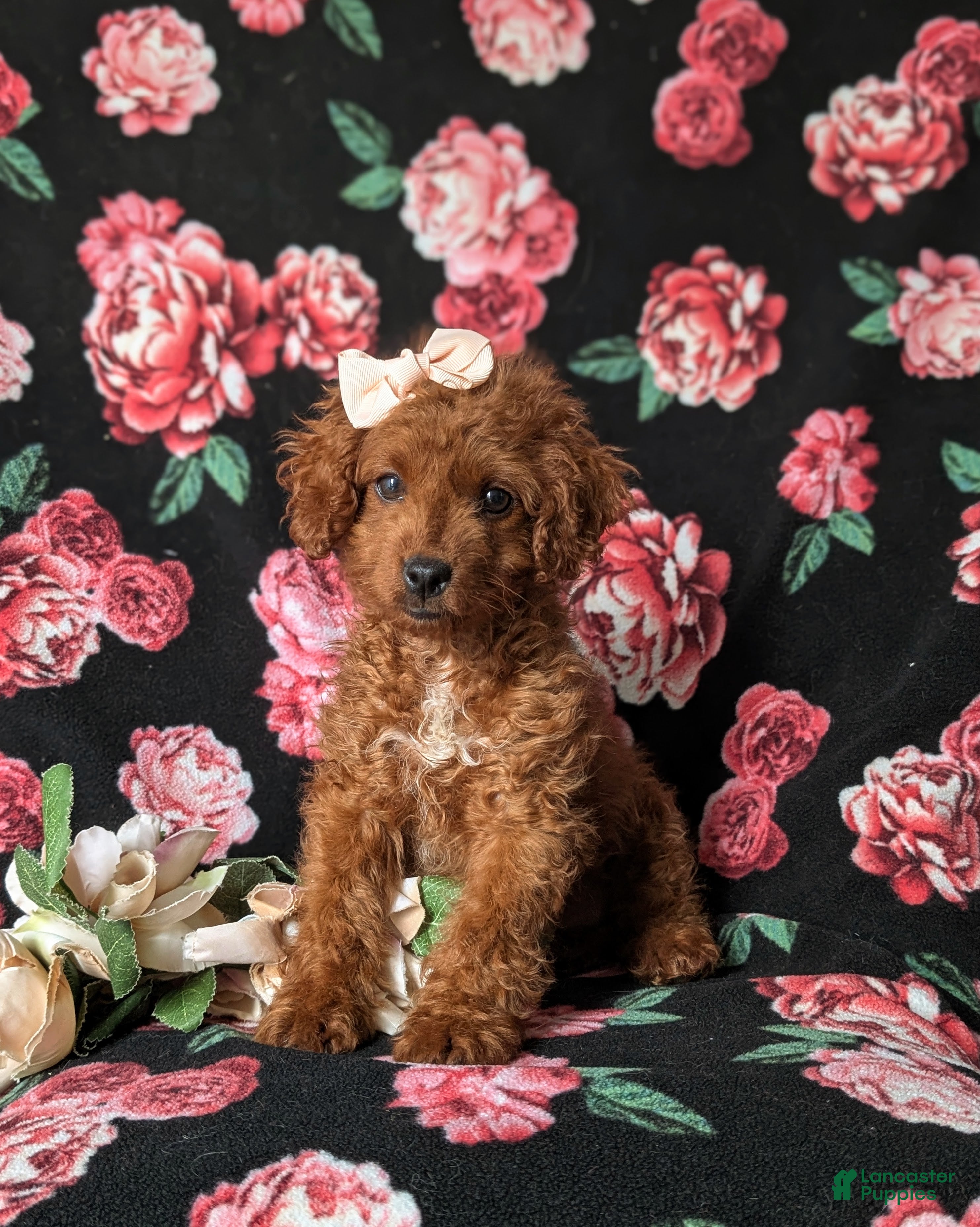 Cockapoo dogs Hayley Hypoallergenic - Ad 1