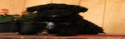 Yorkiepoo dogs for sale: Magic - Ad 7