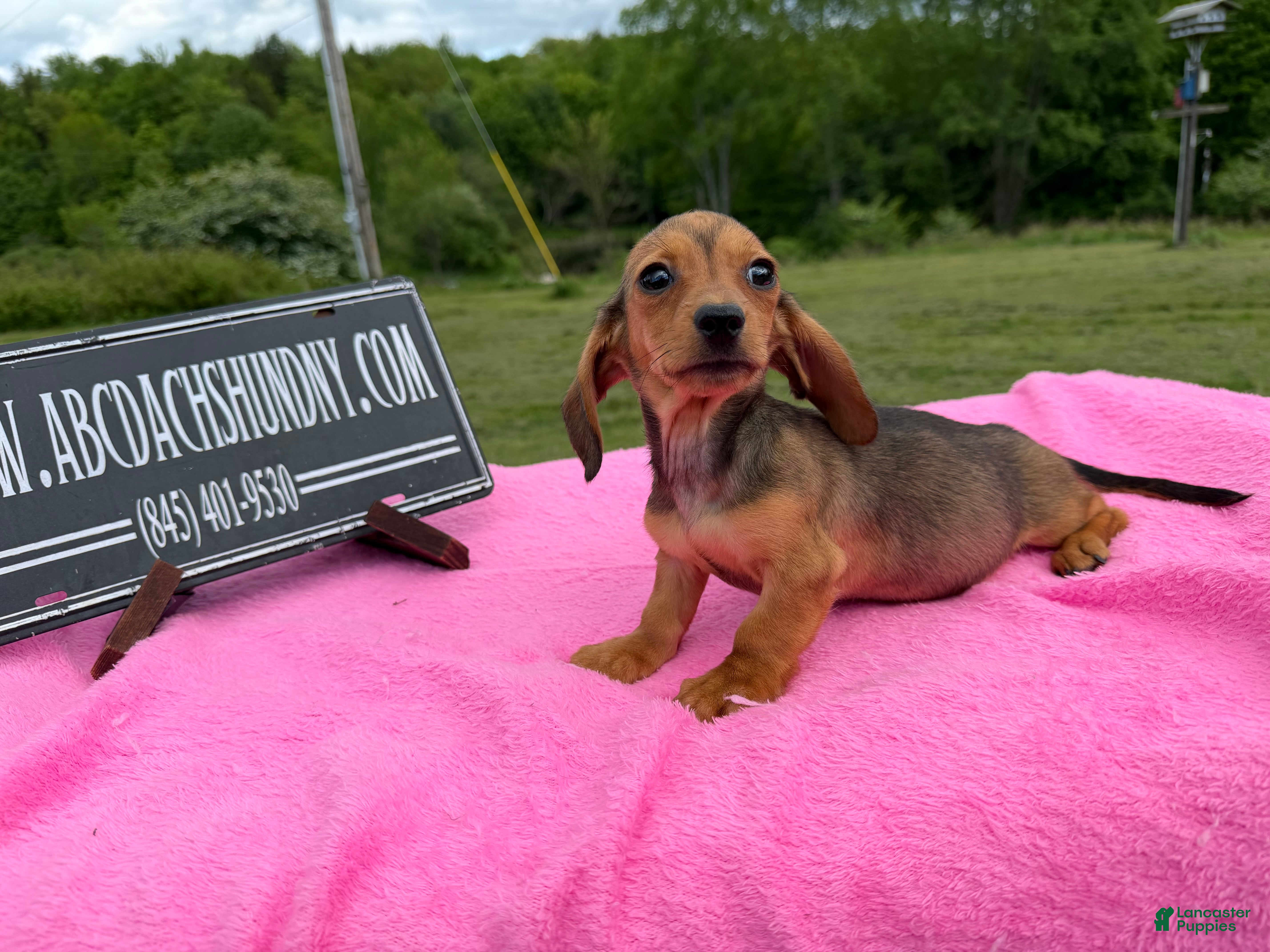 Miniature Dachshund dogs Miniature Dachshund Puppy 3 - Ad 29
