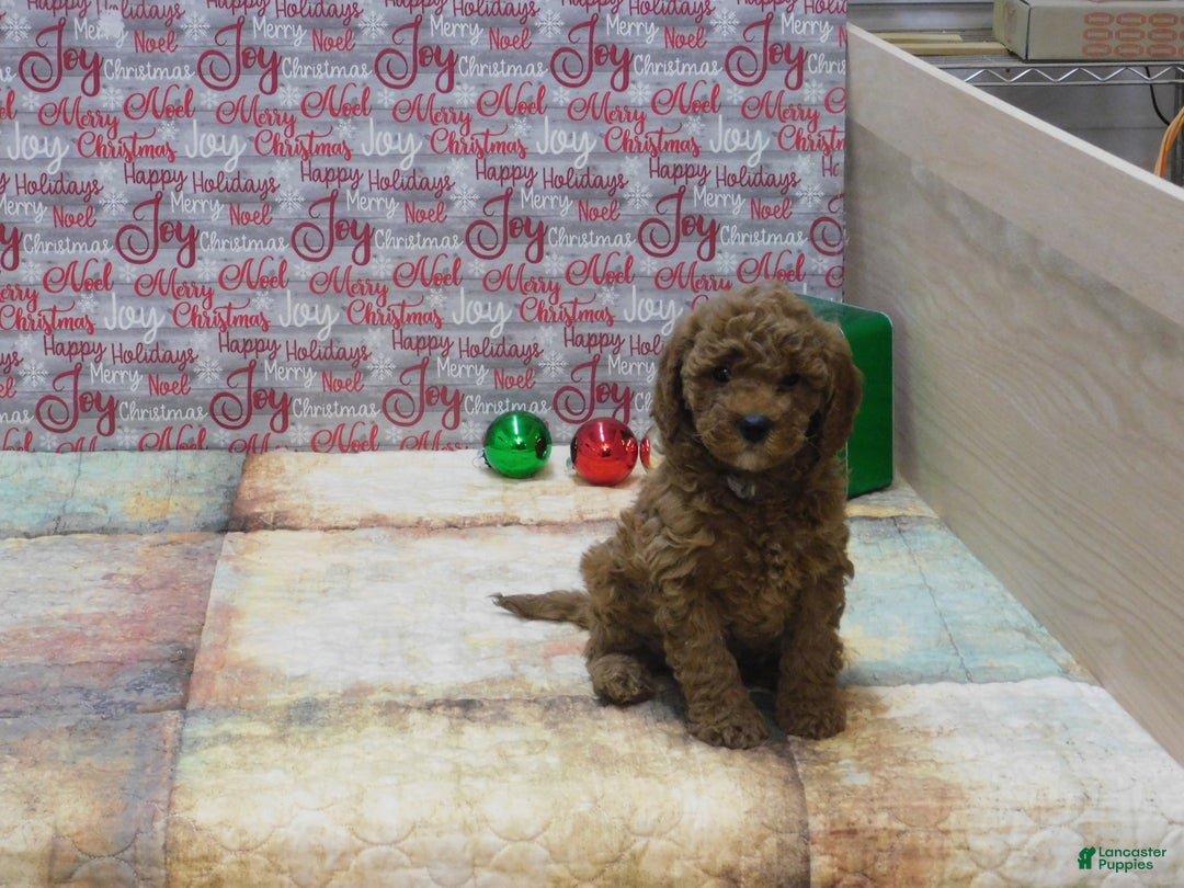 Goldendoodle dogs for sale: Mini Gigi - Ad 4