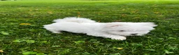 Maltese dogs for sale: Rocky - Ad 10