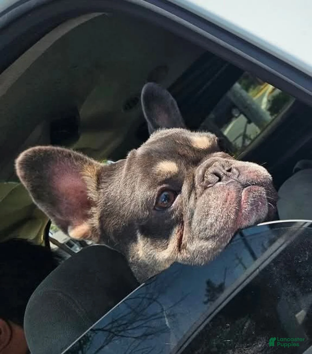 French Bulldog dogs for sale: SNOOP DOGG (RUNT) Male Brindle - Ad 6