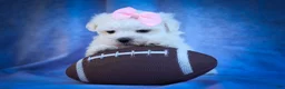 Maltese dogs for sale: Maribel🌸 - Ad 5