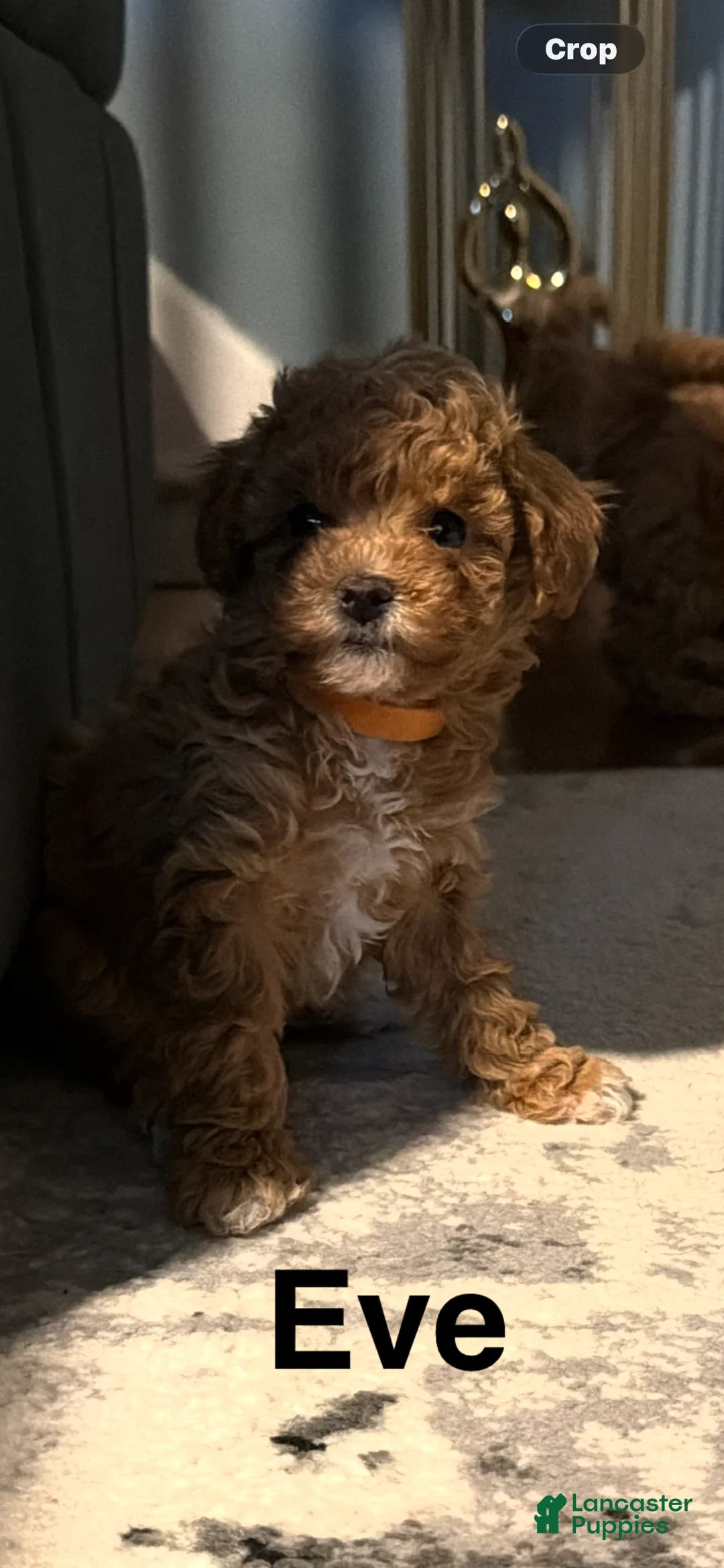 Miniature Poodle dogs for sale: Miniature Poodle Puppy 2 - Ad 1