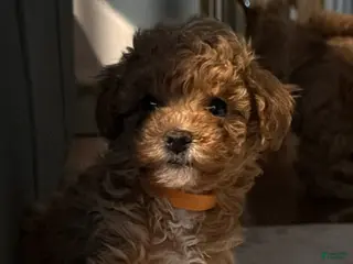 Miniature Poodle dogs Miniature Poodle Puppy 2 - Ad 16