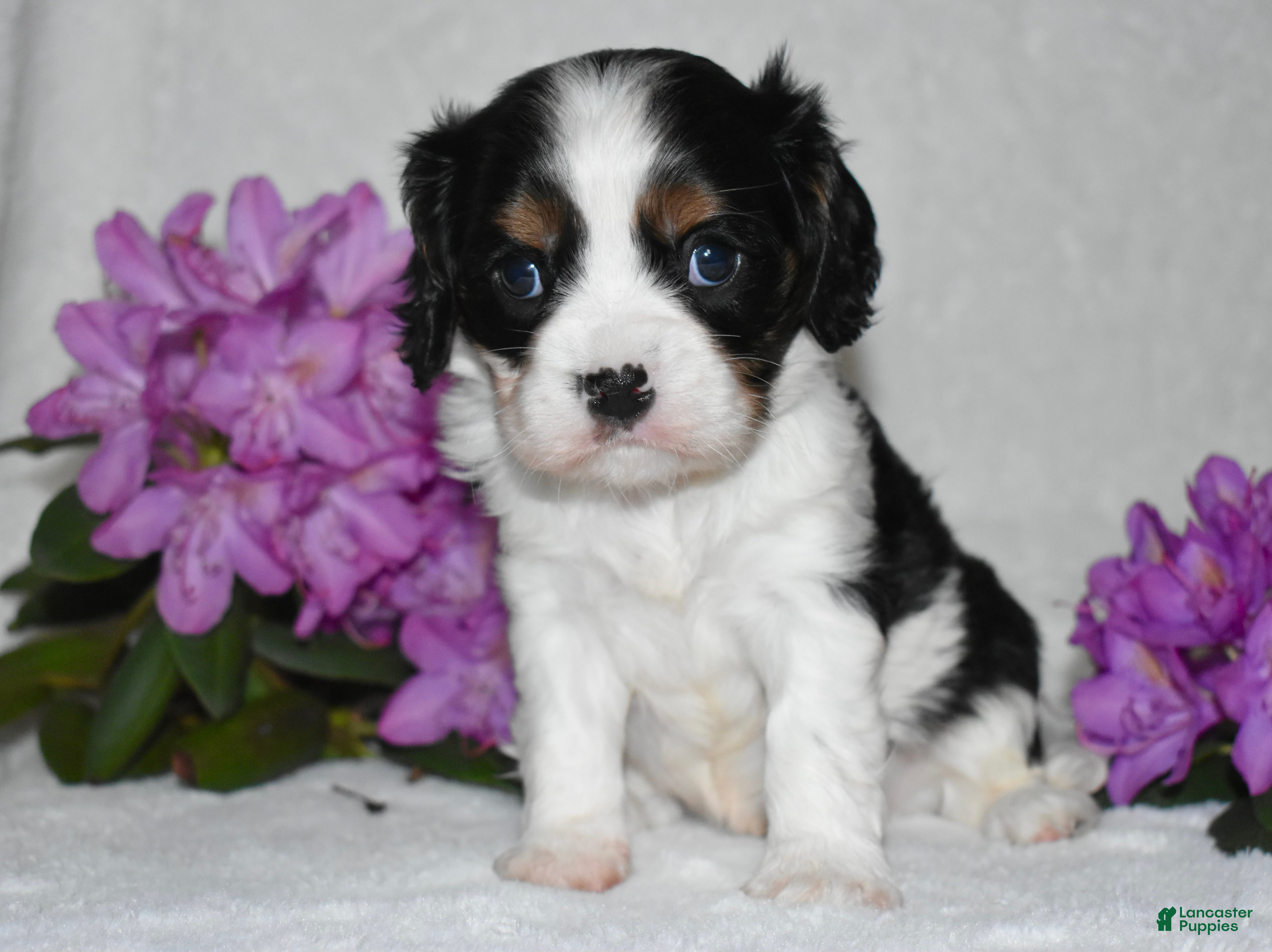 Cavalier King Charles Spaniel dogs Snoopy - Ad 22