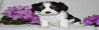 Snoopy