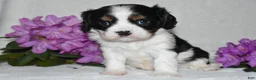 Cavalier King Charles Spaniel dogs for sale: Snoopy - Ad 1