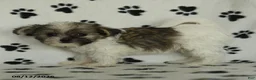 Shorkie dogs for sale: Iron - Ad 4