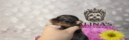 Yorkshire Terrier dogs for sale: Sven - Ad 3