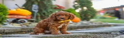 Cavapoo dogs for sale: Benji - Ad 7