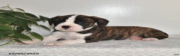 Mixed Breed dogs for sale: Terry - Ad 5