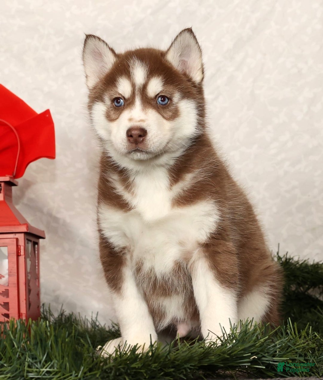 Siberian Husky dogs for sale: Rudolph - Ad 1