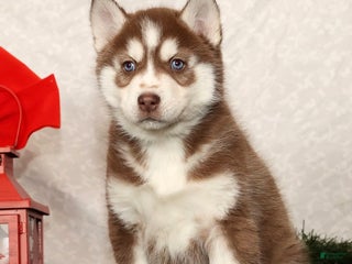 Siberian Husky dogs Rudolph - Ad 3