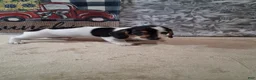 Miniature Dachshund dogs for sale: Oreo - Ad 3