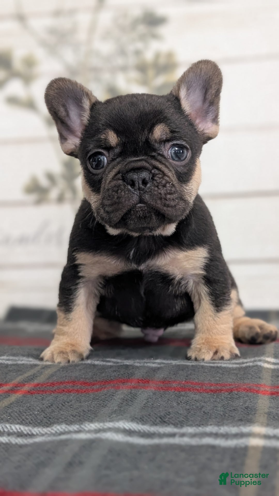 French Bulldog dogs for sale: Scout - Ad 2